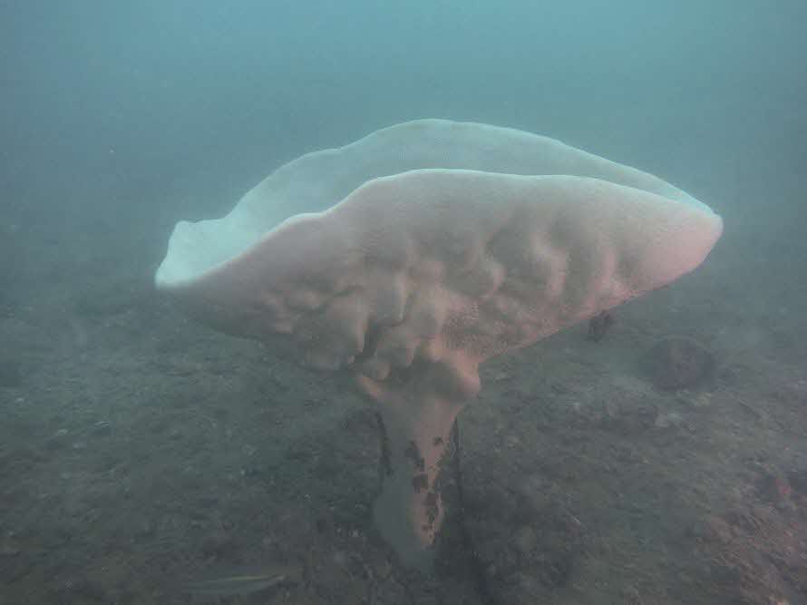 Neptune’s Cup Sponge (Cliona patera)