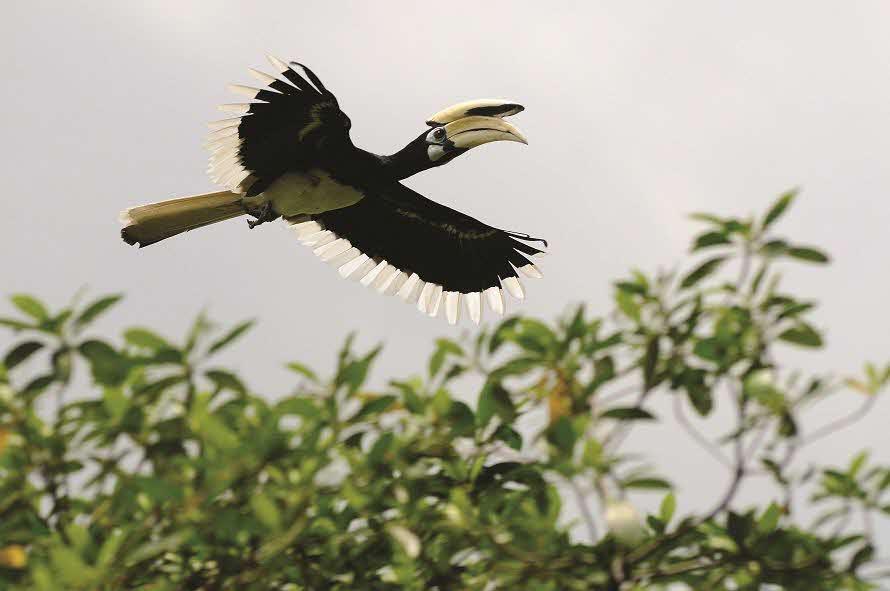 Oriental Pied Hornbill (Anthracoceros albirostris)