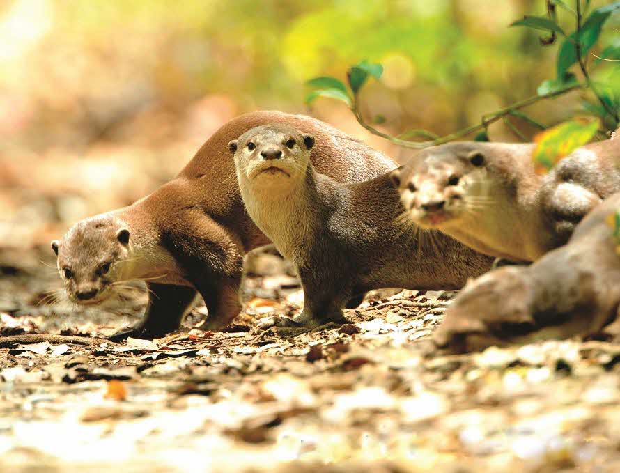 Otter Working Group